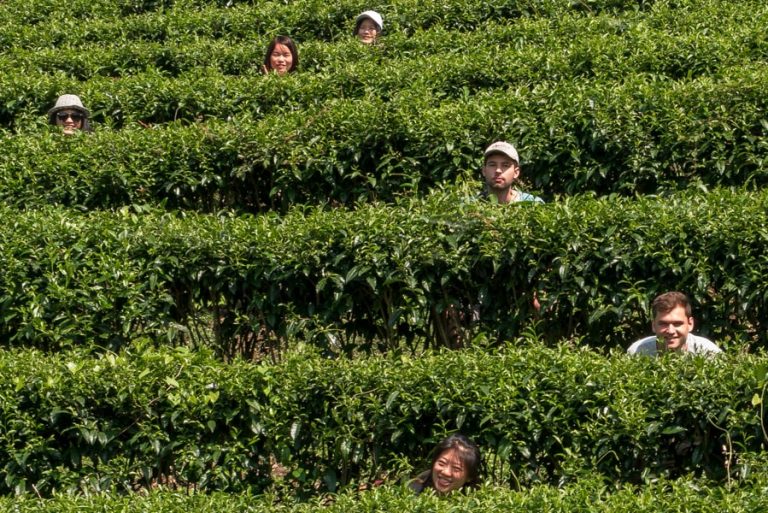 Tea Plantation - National Holiday Camp