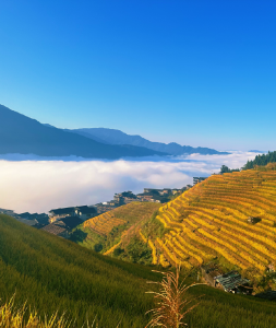 Beautiful golden rice fields in Yangshuo
